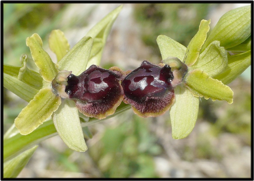 Orchidee Humor